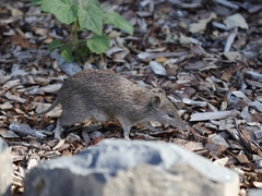 Isoodon obesulus obesulus