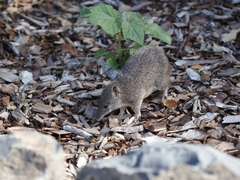 Isoodon obesulus obesulus