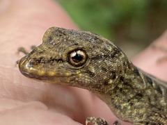 Ancylodactylus africanus