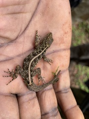 Ancylodactylus africanus