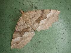 Xerodes rufescentaria