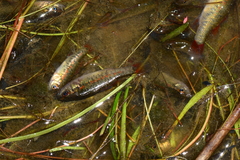 Nannoperca australis