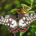 Dainty Swallowtail - Photo (c) Ian D B Moodie, some rights reserved (CC BY-NC), uploaded by Ian D B Moodie