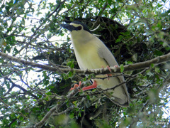 Nycticorax nycticorax