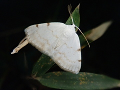 Lomographa bimaculata