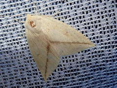 Descoreba simplex