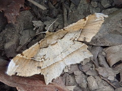 Krananda latimarginaria