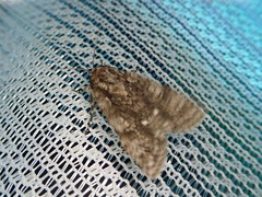 Acronicta rumicis