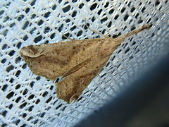 Hypena pulverulenta