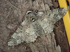 Biston robustum robustum