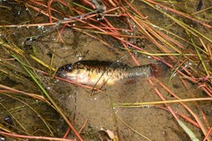 Nannoperca australis