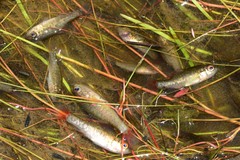 Nannoperca australis