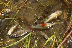 Nannoperca australis