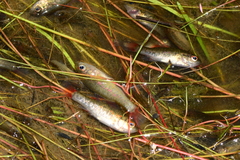 Nannoperca australis