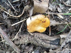 Cantharellus phasmatis