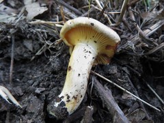 Cantharellus phasmatis