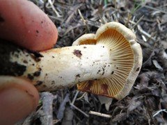 Cantharellus phasmatis