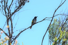 Phylidonyris novaehollandiae novaehollandiae