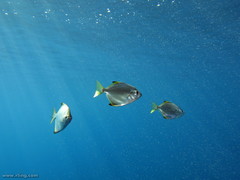 Monodactylus argenteus