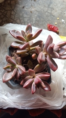 × Graptosedum