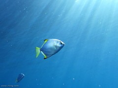 Monodactylus argenteus