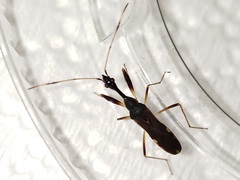 Myodocha annulicornis