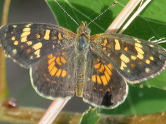 Phyciodes picta