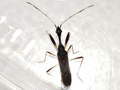 Myodocha annulicornis