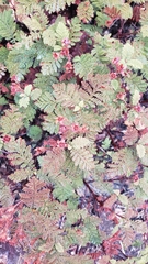 Chamaebatia foliolosa