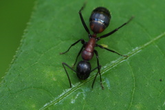 Camponotus obscuripes