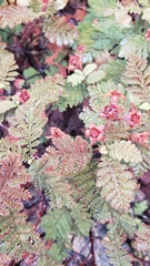 Chamaebatia foliolosa