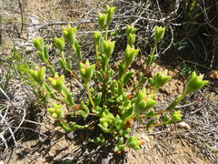 Drosanthemum lavisii