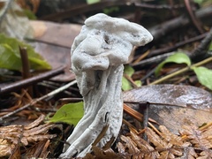 Hypomyces cervinigenus