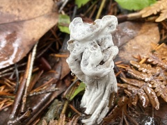 Hypomyces cervinigenus