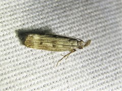 Dichomeris inversella