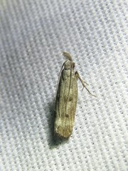 Dichomeris inversella