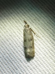 Dichomeris inversella