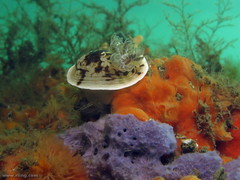 Aphelodoris varia