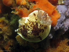 Aphelodoris varia