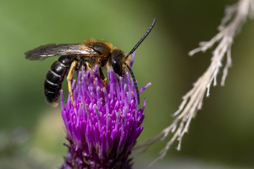 Orange-legged Furrow Bee