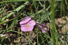 Convolvulus remotus