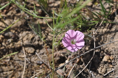 Convolvulus remotus
