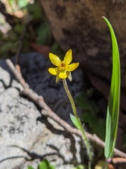 Ranunculus scapiger