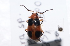 Aulacophora hilaris