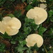 Clitocybe infundibuliformis - Photo (c) Jim Barton, some rights reserved (CC BY-NC-ND)