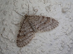 Trichopteryx nagaii