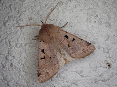 Orthosia gothica
