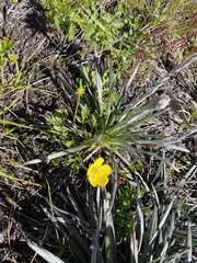 Ranunculus victoriensis