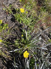 Ranunculus victoriensis