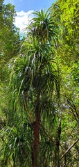 Dracophyllum elegantissimum